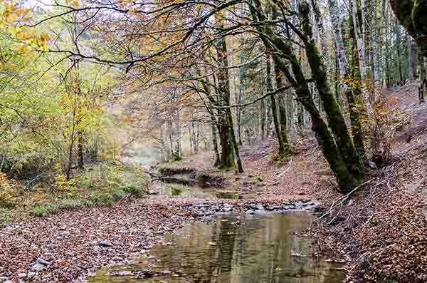 Reyno de Navarra - selva de Irati 12.jpg